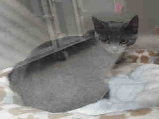 Shelter Stray Female Cat last seen , 5821 Sweetwater Rd, Bonita, CA 91902, USA