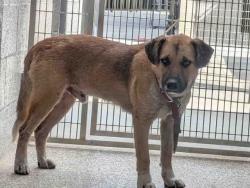 Shelter Stray Male Dog last seen BANCROFT DR, 5821 Sweetwater Rd, Bonita, CA 91902, USA