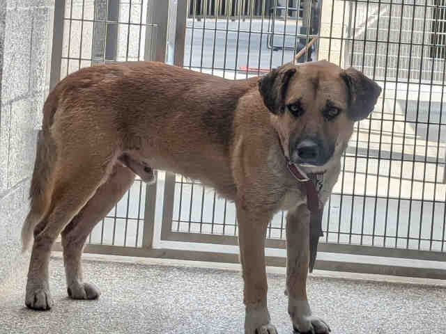 Shelter Stray Male Dog last seen BANCROFT DR, 5821 Sweetwater Rd, Bonita, CA 91902, USA