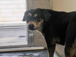 Shelter Stray Female Dog last seen BANCROFT DR, 5821 Sweetwater Rd, Bonita, CA 91902, USA