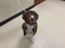Shelter Stray Female Dog last seen Near BLOCK N 58TH ST, 3839 W Burnham St, West Milwaukee, WI 53215, USA