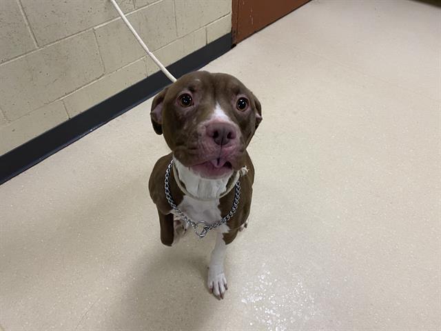Shelter Stray Female Dog last seen Near BLOCK N 58TH ST, 3839 W Burnham St, West Milwaukee, WI 53215, USA