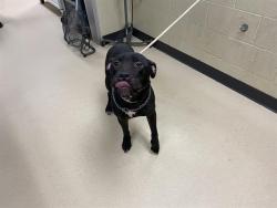 Shelter Stray Male Dog last seen Near BLOCK N 58TH ST, 3839 W Burnham St, West Milwaukee, WI 53215, USA