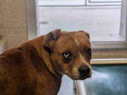 Shelter Stray Male Dog last seen BANCROFT DR, 5821 Sweetwater Rd, Bonita, CA 91902, USA