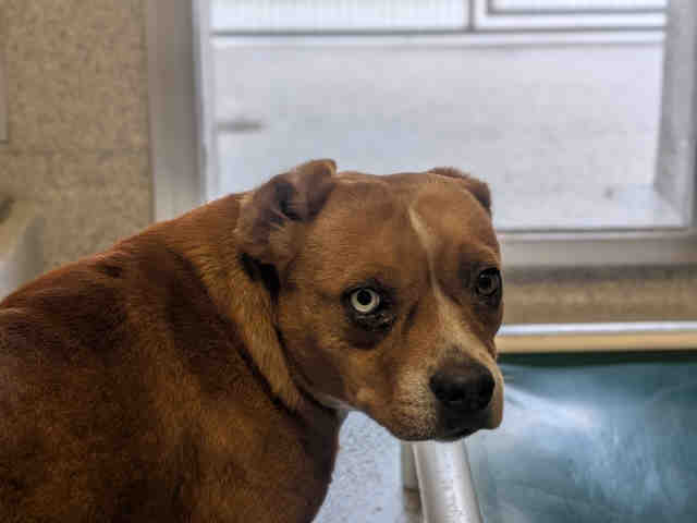 Shelter Stray Male Dog last seen BANCROFT DR, 5821 Sweetwater Rd, Bonita, CA 91902, USA