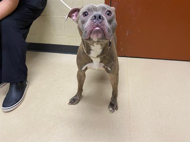 Shelter Stray Male Dog last seen Near BLOCK N HUMBOLDT BLVD, 3839 W Burnham St, West Milwaukee, WI 53215, USA