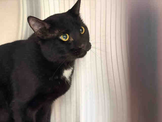 Shelter Stray Unknown Cat last seen , 5821 Sweetwater Rd, Bonita, CA 91902, USA