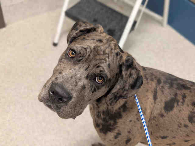 Shelter Stray Male Dog last seen , 5821 Sweetwater Rd, Bonita, CA 91902, USA