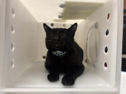 Shelter Stray Male Cat last seen Near BLOCK N 75TH ST, 3839 W Burnham St, West Milwaukee, WI 53215, USA