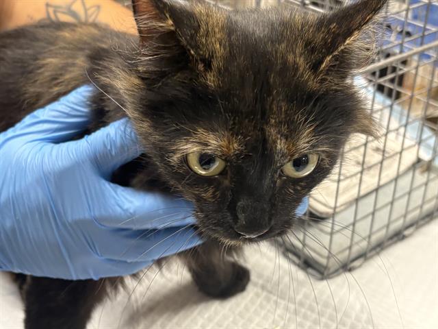 Shelter Stray Female Cat last seen , 3839 W Burnham St, West Milwaukee, WI 53215, USA