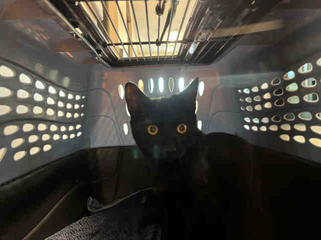 Shelter Stray Male Cat last seen JAMACHA RD, 5821 Sweetwater Rd, Bonita, CA 91902, USA
