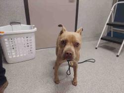 Shelter Stray Male Dog last seen , 5821 Sweetwater Rd, Bonita, CA 91902, USA