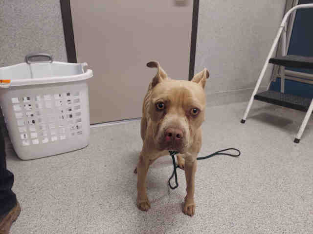 Shelter Stray Male Dog last seen , 5821 Sweetwater Rd, Bonita, CA 91902, USA