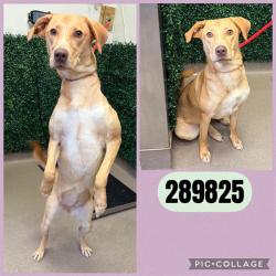 Shelter Stray Female Dog last seen FELTON AVE, 4214 Fulton Mill Rd, Macon, GA 31216, USA