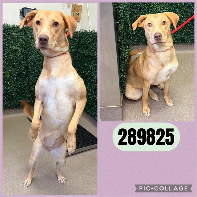 Shelter Stray Female Dog last seen FELTON AVE, 4214 Fulton Mill Rd, Macon, GA 31216, USA