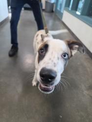 Shelter Stray Male Dog last seen , West Valley Animal Shelter, 20655 Plummer St, Chatsworth, CA 91311, USA