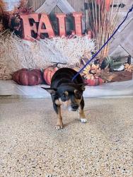 Shelter Stray Male Dog last seen SW 136 AND 205 AVE, 3599 NW 79th Ave, Doral, FL 33122, USA