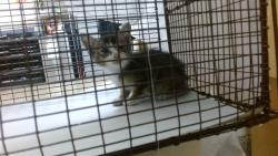 Shelter Stray Male Cat last seen Near BLOCK SW 14 ST, 3599 NW 79th Ave, Doral, FL 33122, USA