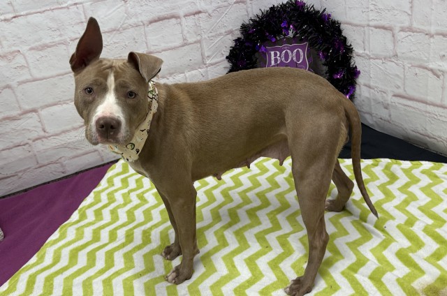 Shelter Stray Female Dog last seen Near BLOCK JOANN ST, DETROIT, MI 48205, 1431 E Ferry St, Detroit, MI 48211, USA