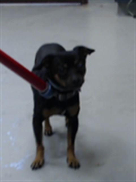 Shelter Stray Male Dog last seen Near BLOCK PERSON ST, FAYETTEVILLE NC 28301, 4704 Corporation Dr, Fayetteville, NC 28306, USA