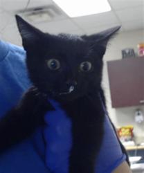 Shelter Stray Female Cat last seen Near BLOCK HOMEPLACE CT, FAYETTEVILLE NC 28311, 4704 Corporation Dr, Fayetteville, NC 28306, USA