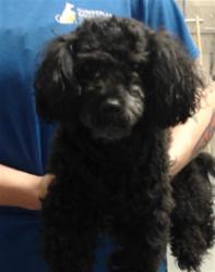 Shelter Stray Male Dog last seen Near HOKE LOOP RD, FAYETTEVILLE NC 28314, 4704 Corporation Dr, Fayetteville, NC 28306, USA