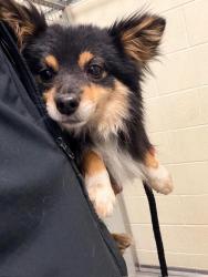 Shelter Stray Male Dog last seen Near BLOCK S OLDHAM CIR, WEST VALLEY CITY UT 84120, 4522 W 3500 S, West Valley City, UT 84120, USA