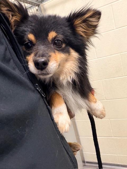 Shelter Stray Male Dog last seen Near BLOCK S OLDHAM CIR, WEST VALLEY CITY UT 84120, 4522 W 3500 S, West Valley City, UT 84120, USA