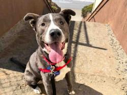 Shelter Stray Male Dog last seen , 2481 Palomar Airport Rd, Carlsbad, CA 92011, USA