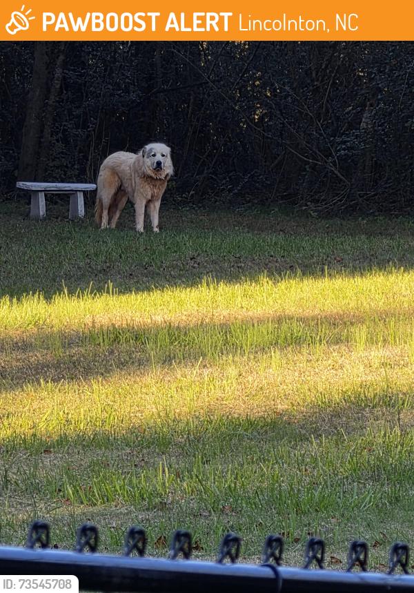 Found/Stray Male Dog last seen Hwy 27 West, Near Homeplace Restaurant, Lincolnton, NC 28092