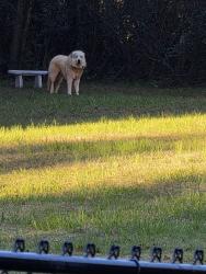 Found/Stray Male Dog last seen Hwy 27 West, Near Homeplace Restaurant, Lincolnton, NC 28092