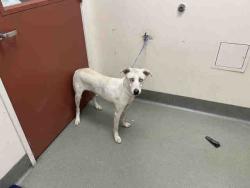 Shelter Stray Male Dog last seen AVIATION, 2481 Palomar Airport Rd, Carlsbad, CA 92011, USA