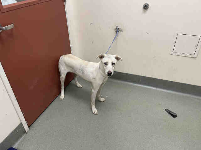 Shelter Stray Male Dog last seen AVIATION, 2481 Palomar Airport Rd, Carlsbad, CA 92011, USA