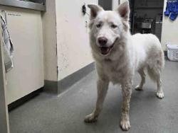 Shelter Stray Male Dog last seen , 2481 Palomar Airport Rd, Carlsbad, CA 92011, USA