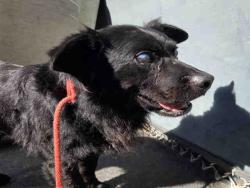 Shelter Stray Male Dog last seen RAINBOW CREST RD, 2481 Palomar Airport Rd, Carlsbad, CA 92011, USA