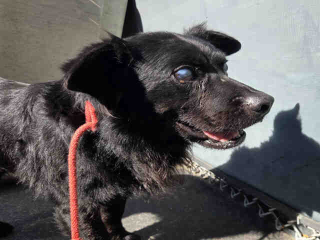 Shelter Stray Male Dog last seen RAINBOW CREST RD, 2481 Palomar Airport Rd, Carlsbad, CA 92011, USA