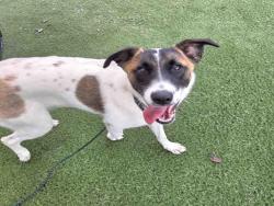 Shelter Stray Female Dog last seen , 2481 Palomar Airport Rd, Carlsbad, CA 92011, USA
