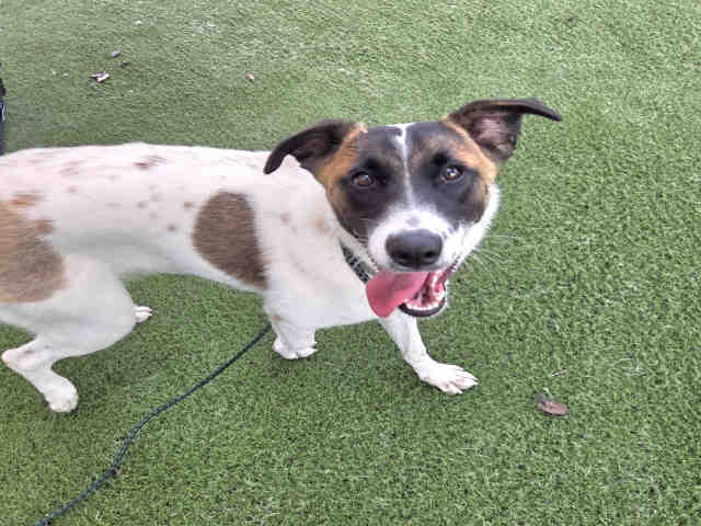 Shelter Stray Female Dog last seen , 2481 Palomar Airport Rd, Carlsbad, CA 92011, USA