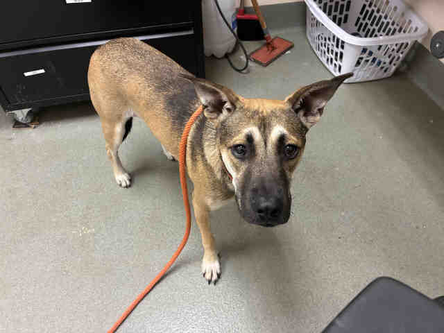 Shelter Stray Male Dog last seen , 2481 Palomar Airport Rd, Carlsbad, CA 92011, USA