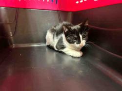 Shelter Stray Male Cat last seen BAUTISTA AVE. VISTA, 2481 Palomar Airport Rd, Carlsbad, CA 92011, USA