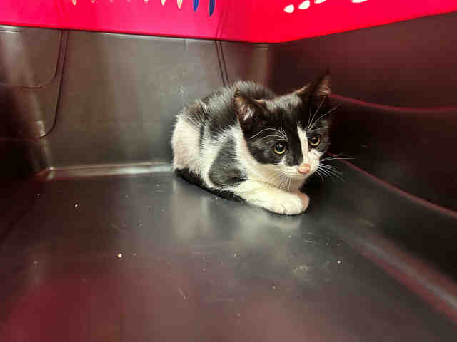 Shelter Stray Male Cat last seen BAUTISTA AVE. VISTA, 2481 Palomar Airport Rd, Carlsbad, CA 92011, USA