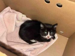 Shelter Stray Female Cat last seen DYE RD, 2481 Palomar Airport Rd, Carlsbad, CA 92011, USA