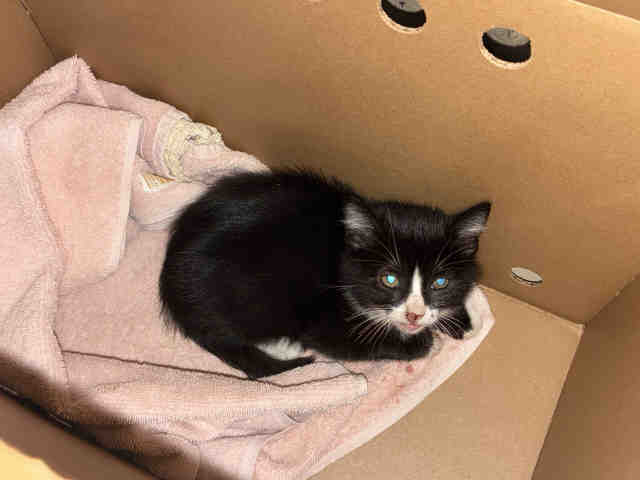 Shelter Stray Female Cat last seen DYE RD, 2481 Palomar Airport Rd, Carlsbad, CA 92011, USA