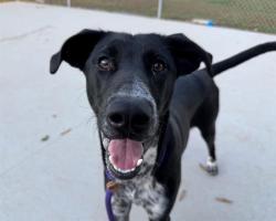 Shelter Stray Male Dog last seen CHARLOTTE, 8315 Byrum Dr, Charlotte, NC 28217, USA