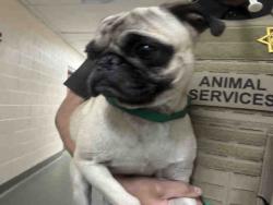 Shelter Stray Male Dog last seen MIRAR DE VALLIE RD, 2481 Palomar Airport Rd, Carlsbad, CA 92011, USA