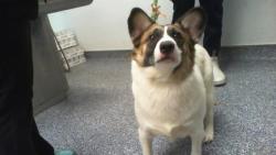 Shelter Stray Female Dog last seen CHARLOTTE, 8315 Byrum Dr, Charlotte, NC 28217, USA