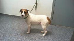 Shelter Stray Female Dog last seen CHARLOTTE, 8315 Byrum Dr, Charlotte, NC 28217, USA