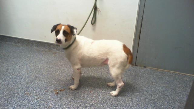 Shelter Stray Female Dog last seen CHARLOTTE, 8315 Byrum Dr, Charlotte, NC 28217, USA