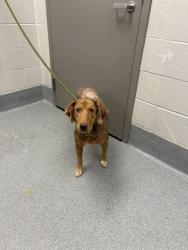 Shelter Stray Female Dog last seen Near, 5001 E Raymond St, Indianapolis, IN 46203, USA
