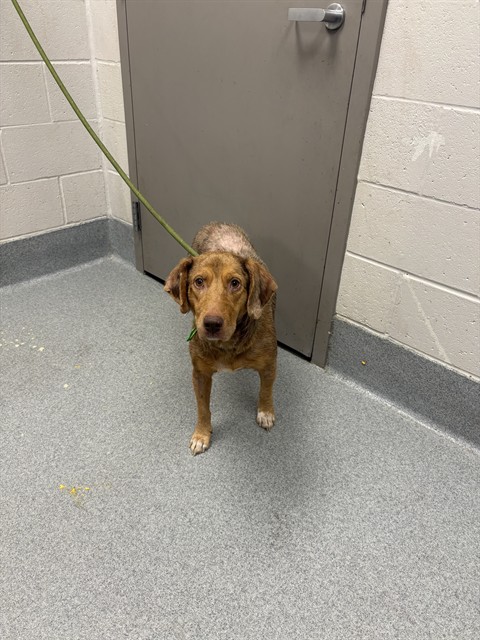 Shelter Stray Female Dog last seen Near, 5001 E Raymond St, Indianapolis, IN 46203, USA